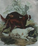 Sydenham Edwards; in Cynographica Britannica "die Setter" von 1800